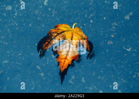 Beautiful old withered torn yellow autumn maple leaf in puddle on ground under rain. Fall weather season. Concept of death, despair and sad Stock Photo