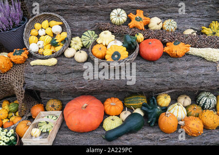 Autumn bright still life with mixed pumpkins and pattypan squash on rustic wooden background. Thanksgiving and Halloween concept, autumn colorful card Stock Photo