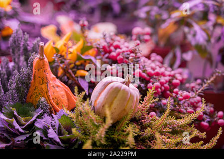 Two diffrent pumpkins on dark natural background, selective focus. Thanksgiving and Halloween concept, autumn colorful card. Background, copy space Stock Photo
