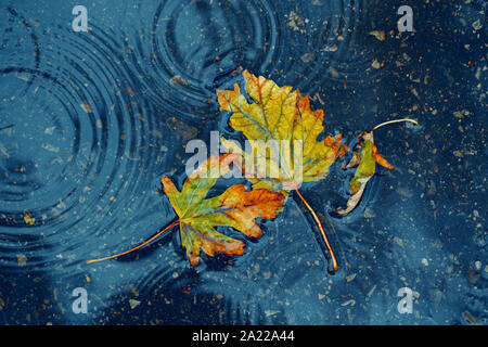 Beautiful old withered torn yellow autumn maple leaves in puddle on ground under rain. Fall weather season. Concept of death, despair and sad Stock Photo