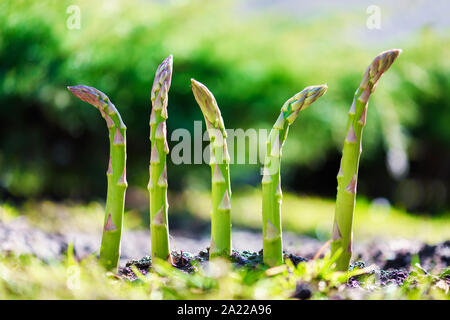 Young green asparagus sprout in garden growth closeup. Food photography Stock Photo