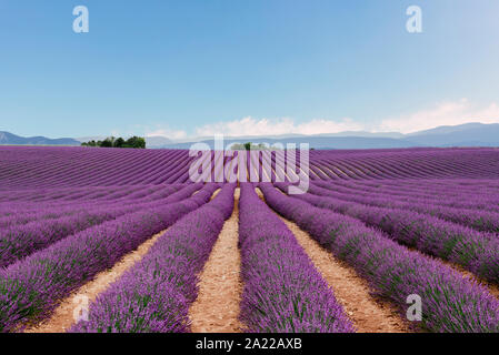 Lavender fields in the summer Stock Photo
