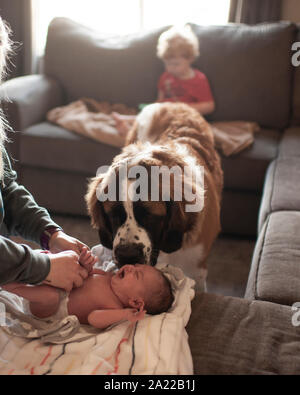 Newborn gets diaper changed while large dog checks in on her at home Stock Photo