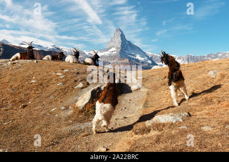 Fighting goats on Matterhorn Cervino peak background near Stellisee lake in Swiss Alps. Zermatt resort location, Switzerland. Landscape photography Stock Photo