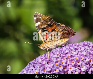 Painted Lady Butterfly nectaring on Buddleia Stock Photo