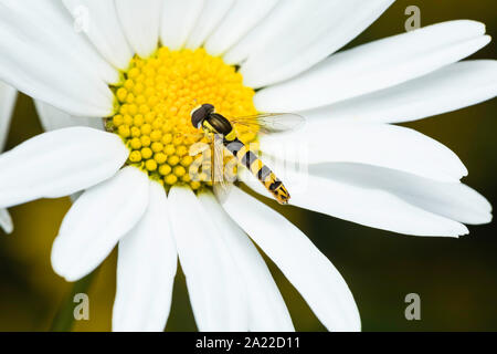 Long hoverfly (Sphaerophoria scripta) feeding on Oxeye Daisy Stock Photo