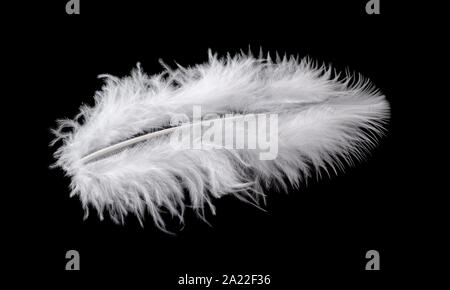 White bird feather isolated on black background Stock Photo