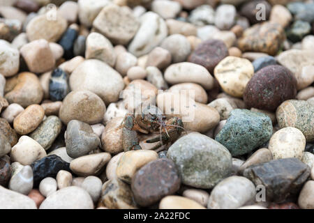 crayfish on a beach on Garda Lake in Bardolino, Province of Verona, Veneto, Italy Stock Photo