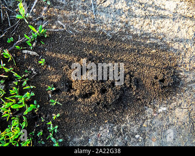 black ant hill grounded