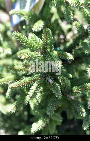 Pine Tree Bough Stock Photo