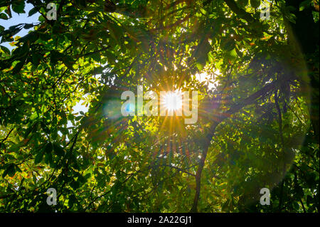 View of branches between which the light of the sun shines through. Stock Photo