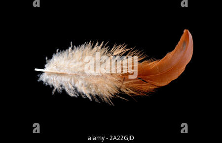 Colored bird feather isolated on black background Stock Photo