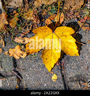 Autumn yellow-golden leaf, which lies on the stones of a way and is illuminated by the sun. Stock Photo
