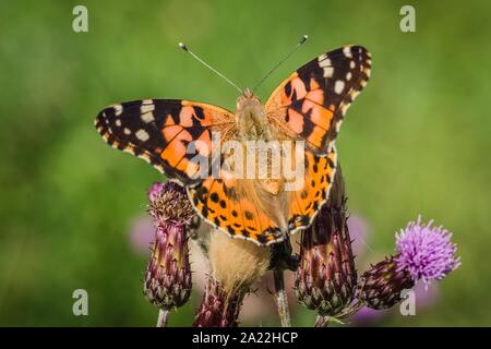 Close up image of colorful painted lady butterfly with wings open sitting on purple thistle growing in a meadow on a summer day. Green background.