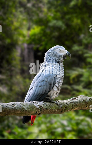 Congo grey parrot / African grey parrot (Psittacus erithacus) perched in tree, native to equatorial Africa Stock Photo