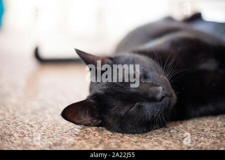 A black cat in London.  Photo by Akira Suemori Stock Photo