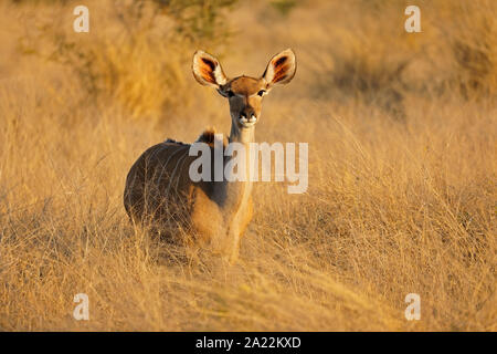 Female kudu antelope (Tragelaphus strepsiceros), Kruger National Park, South Africa
