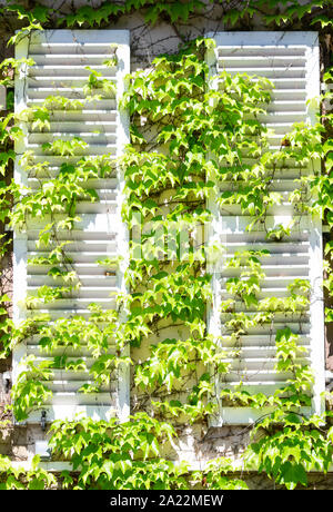 House with Window Frames Covered by Green Ivy, creeping Ivy Plants on the Wall and Windows Stock Photo