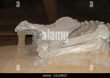 Steppe mammoth fossils, Mammuthus Trogontherii, at Viminacium, scientific archeological site, Kostolac, Branichevo District, Serbia. Stock Photo