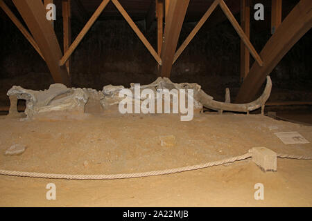 Steppe mammoth Mammuthus trogontherii, fossils at Viminacium, scientific archeological site, Kostolac, Branichevo District, Serbia. Stock Photo