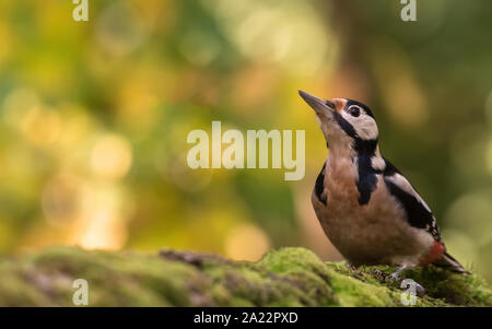 Great woodpecker in the partside of a lake. green background, colorful bird. Stock Photo