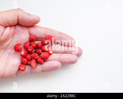 Strawberry in a hand on a white background. Little red strawberries in the hand. Strawberry in a hand on a white background. Top view, flat lay. Stock Photo