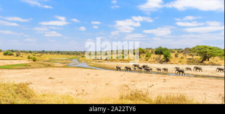 Family of elephants and lions at waterhole in Tarangire national park, Tanzania - Safari in Africa Stock Photo