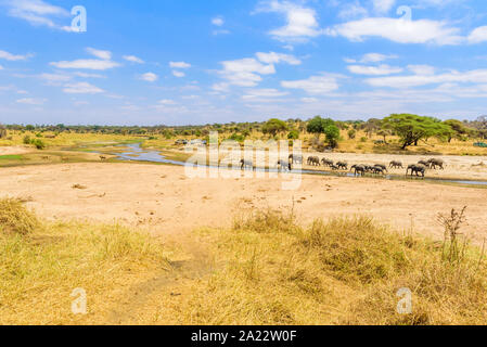 Family of elephants and lions at waterhole in Tarangire national park, Tanzania - Safari in Africa Stock Photo