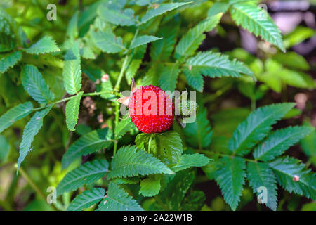 Ripe berry on the Raspberry bush (Raspberry Arctic) Stock Photo
