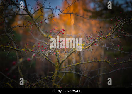 an Autumn background with barbed shrub, red berries, yellow trees, dark vignette, toned Stock Photo