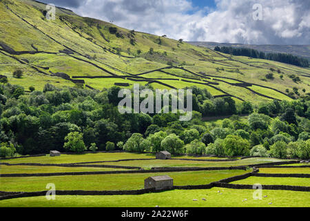Sheep barns and drystone walls on green pasture land in Valley of the River Swale lined with trees near Gunnerside Yorkshire Dales National Park Stock Photo