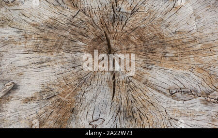 Wood circles. Brown background Stock Photo