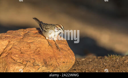 A Lark Sparrow Bird Looking for Seed Stock Photo