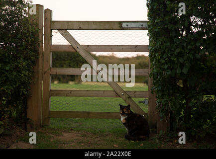Domestic cat sitting at the side of a garden gate in September. Stock Photo
