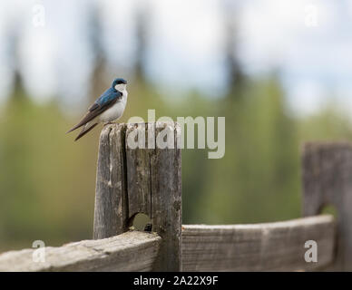 Tree Swallow in Alaska to Breed Stock Photo