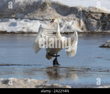 Trumpeter Swan on thin ice
