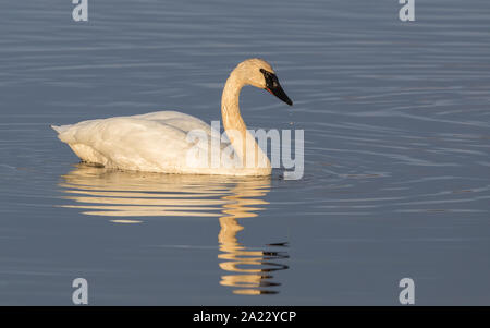 Trumpeter Swan in the Golden Evening Light Stock Photo