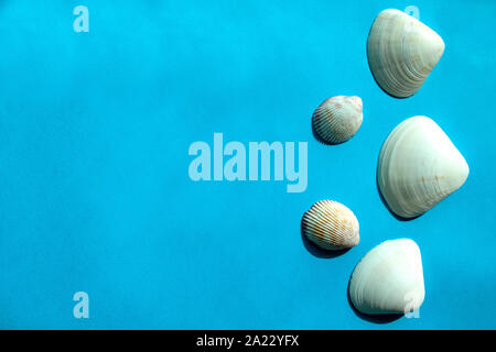 White sea shells on blue background with copy space Stock Photo