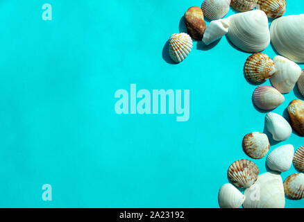 Colorful sea shells on blue background with copy space. Top view Stock Photo
