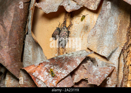 YELLOW JACKET (Vespula maculifrons) FEEDING ON HONEYDEW FROM  SPOTTED LANTERNFLY (LYCORMA DELICATULA), PENNSYLVANIA Stock Photo