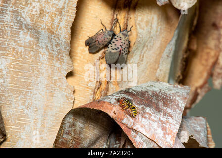 YELLOW JACKET (Vespula maculifrons) FEEDING ON HONEYDEW FROM  SPOTTED LANTERNFLY (LYCORMA DELICATULA), PENNSYLVANIA Stock Photo