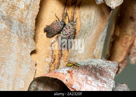 YELLOW JACKET (Vespula maculifrons) FEEDING ON HONEYDEW FROM  SPOTTED LANTERNFLY (LYCORMA DELICATULA), PENNSYLVANIA Stock Photo