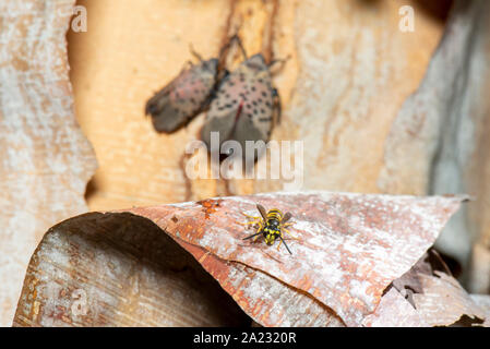 YELLOW JACKET (Vespula maculifrons) FEEDING ON HONEYDEW FROM  SPOTTED LANTERNFLY (LYCORMA DELICATULA), PENNSYLVANIA Stock Photo