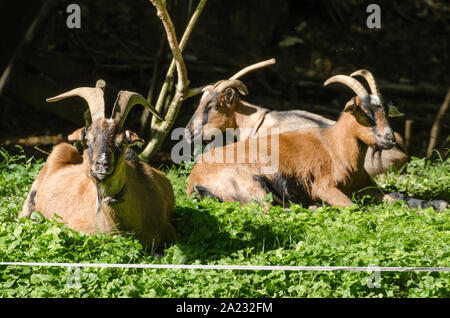 Capra aegagrus hircus, Caprinae, Domestic goat on a pasture in Bavaria, Germany Stock Photo