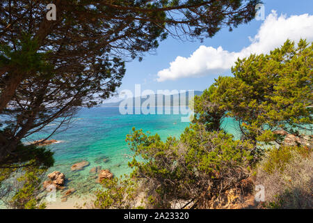 Pine trees at Cupabia beach. Coastal landscape of Corsica island at sunny summer day, France Stock Photo