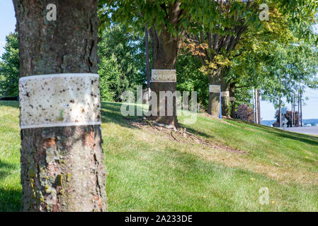 ROW OF TREES WITH STICKY TRAPS FOR SPOTTED LANTERNFLY (LYCORMA DELICATULA), PENNSYLVANIA Stock Photo