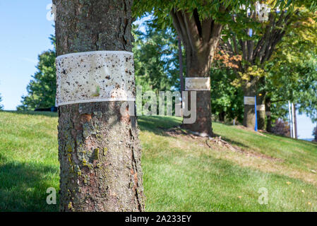 ROW OF TREES WITH STICKY TRAPS FOR SPOTTED LANTERNFLY (LYCORMA DELICATULA), PENNSYLVANIA Stock Photo