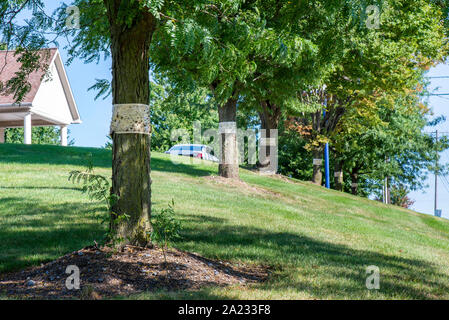 ROW OF TREES WITH STICKY TRAPS FOR SPOTTED LANTERNFLY (LYCORMA DELICATULA), PENNSYLVANIA Stock Photo