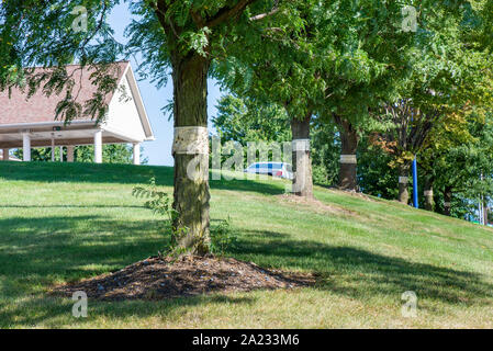 ROW OF TREES WITH STICKY TRAPS FOR SPOTTED LANTERNFLY (LYCORMA DELICATULA), PENNSYLVANIA Stock Photo