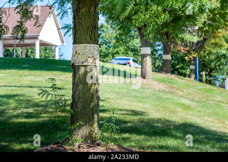 ROW OF TREES WITH STICKY TRAPS FOR SPOTTED LANTERNFLY (LYCORMA DELICATULA), PENNSYLVANIA Stock Photo